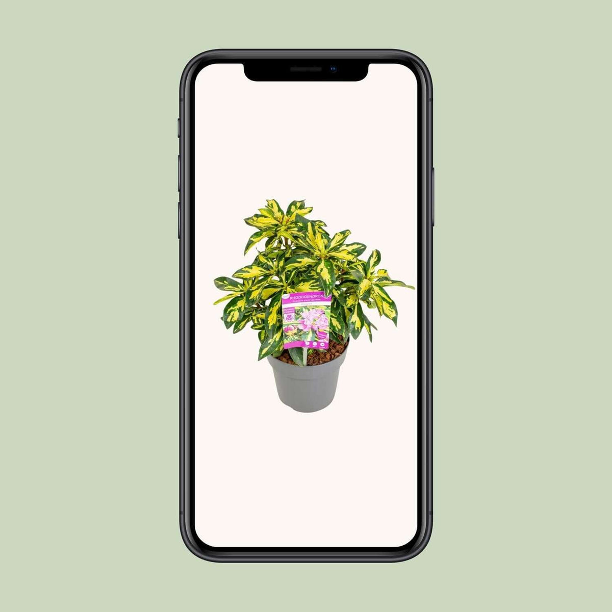 Rhododendron 'Blattgold' - 35cm tall, 19cm pot - Winterharde en wintergroene plant displayed on a smartphone screen.