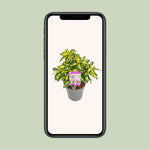 Rhododendron 'Blattgold' - 35cm tall, 19cm pot - Winterharde en wintergroene plant displayed on a smartphone screen.