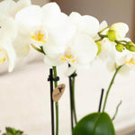 Witte Phalaenopsis Orchidee met kleine bloemen in potmaat Ø9cm, 2-3 takken, kamerplant van Kolibri Orchids, bloeiende en verse plant