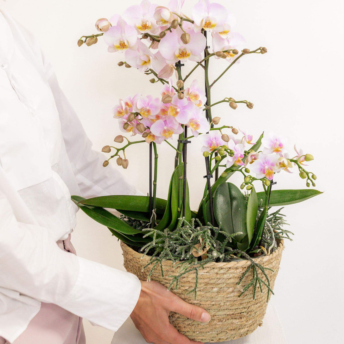 Vrouw houdt roze Kolibri Orchids plantenset in katoenen mand met waterreservoir, drie orchideeën en drie groene planten.