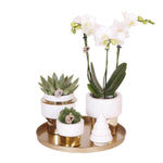 Geschenk set Kerst goud met witte Phalaenopsis orchidee en vetplanten in gouden sierpotten op gouden dienblad met kerstboom ornament.