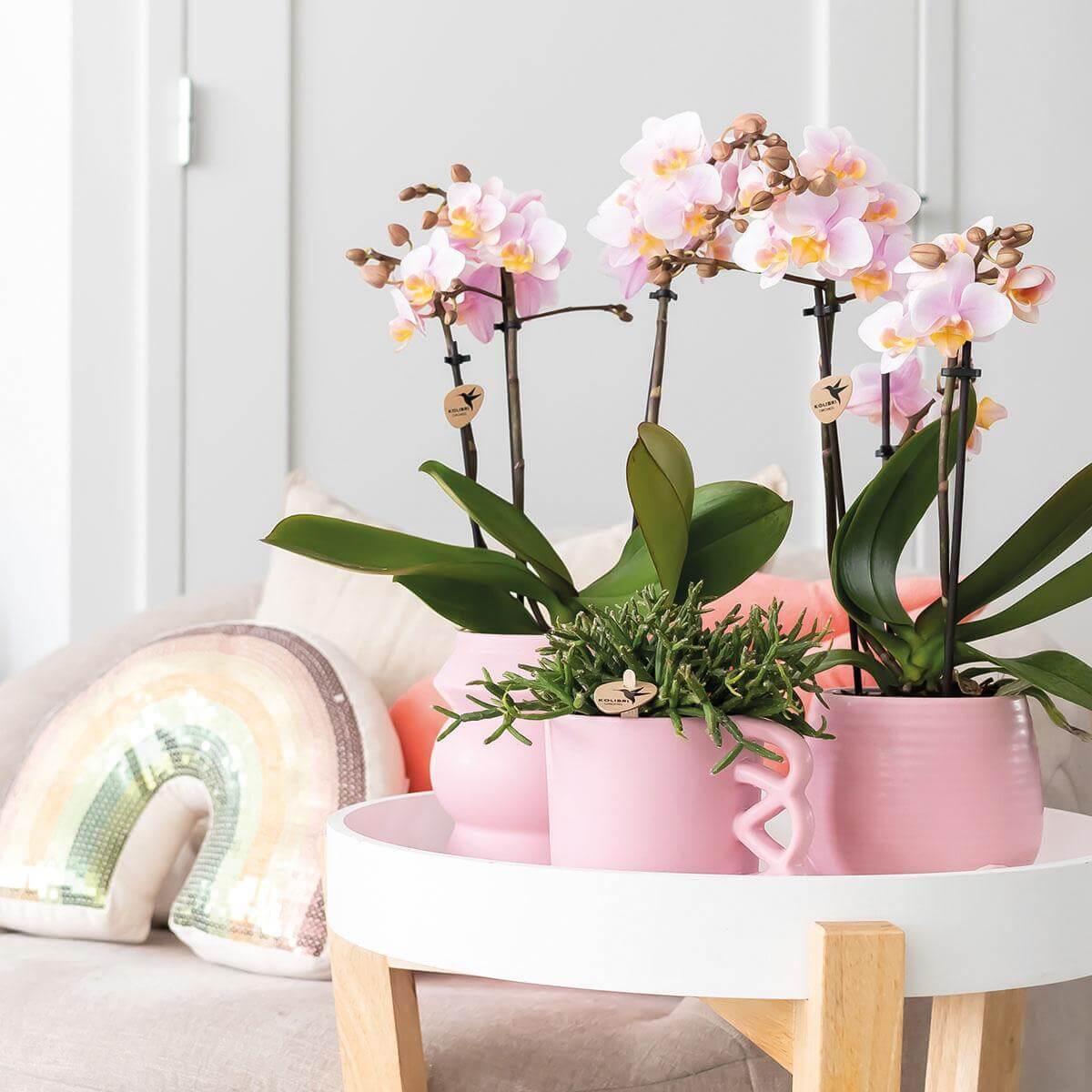 Roze Phalaenopsis orchideeën in roze sierpotten op een witte tafel, ideaal voor een kleurrijke huiskamerdecoratie.