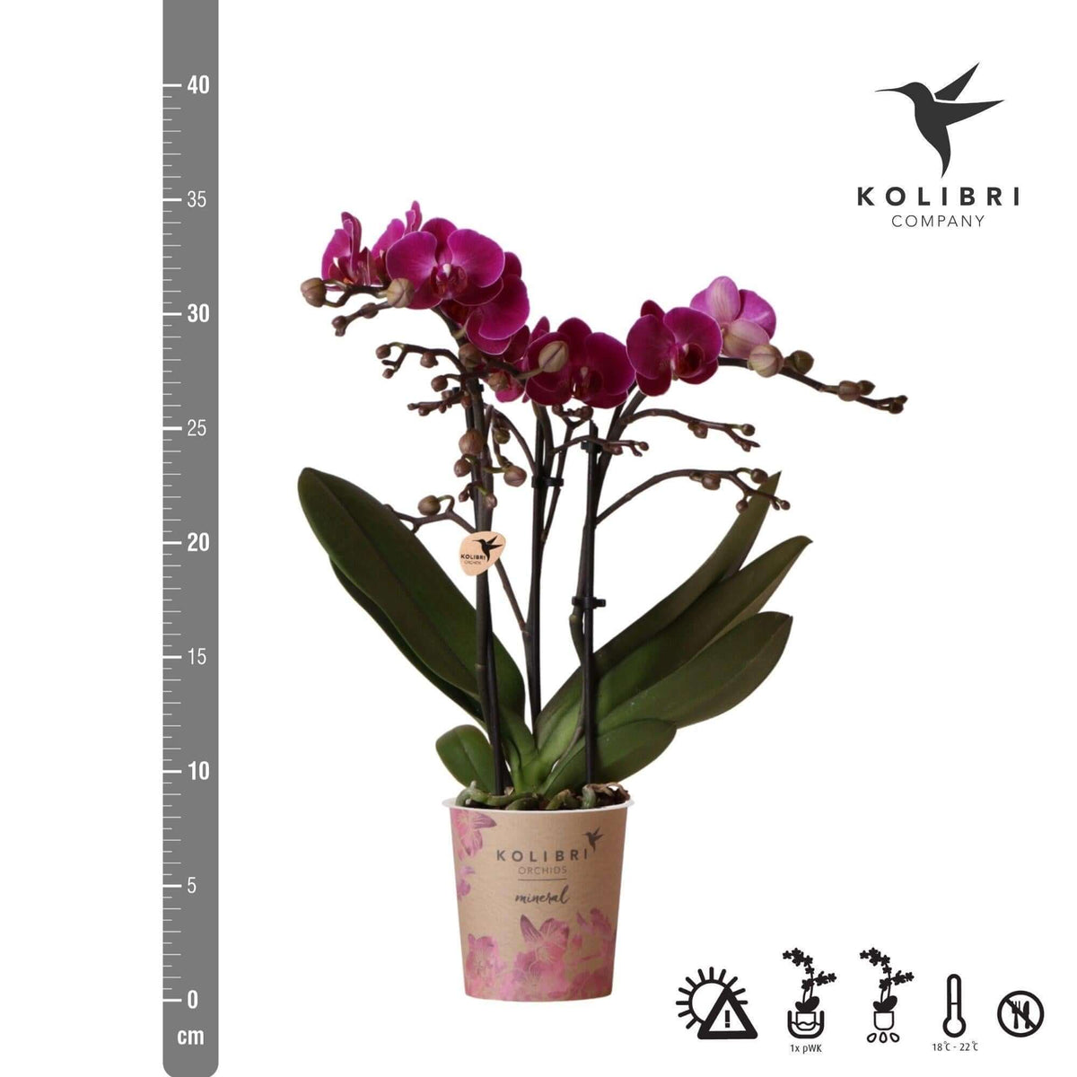 Paarse Phalaenopsis orchidee in een Kolibri pot, kamerplant met meerdere bloemen, Ø9cm potmaat, vers van de kweker, zonder sierpot.