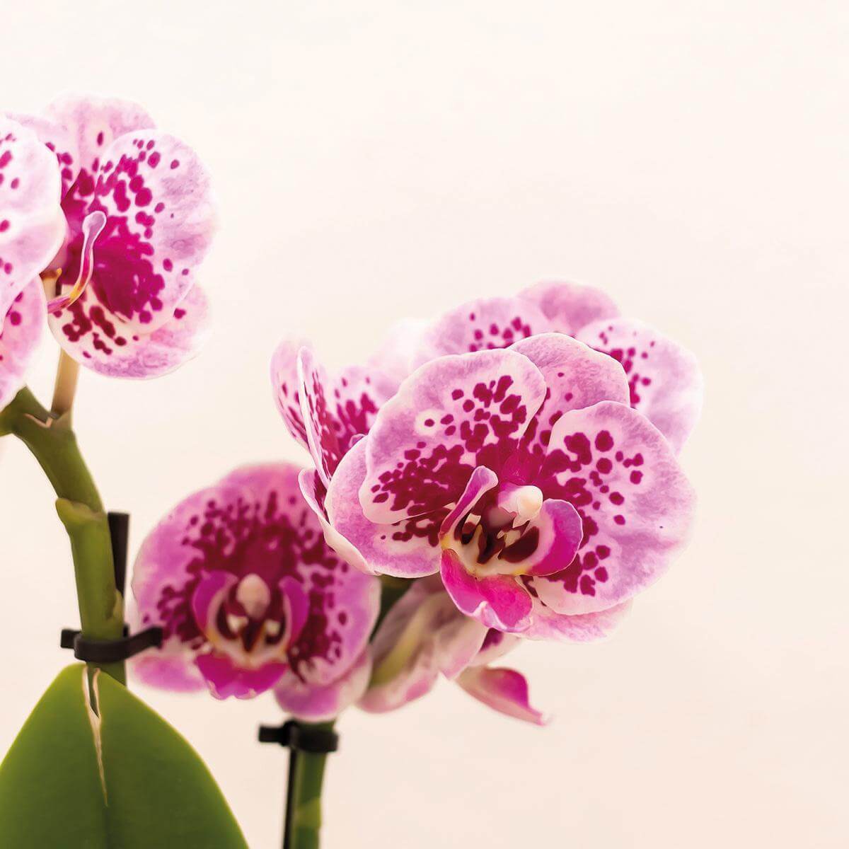 Spectaculaire roze paarse Phalaenopsis orchidee El Salvador, stralende bloemen in sierpot roze - perfecte bloeiende kamerplant, potmaat Ø9cm, 35cm hoog.