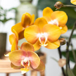 Oranje gele Phalaenopsis orchidee bloemen in een cognac kleurige Glazed sierpot met glanzende afwerking, potmaat Ø12cm.