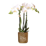 Phalaenopsis orchidee met witte bloemen in goudkleurige Diamond pot, potmaat Ø9cm, 40cm hoog, bloeiende kamerplant voor in het interieur.