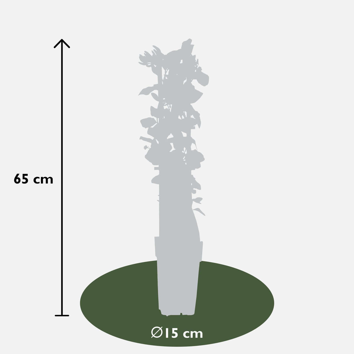 Size dimensions of Lonicera periclymenum cap. Imperial plant indicating height of 65 cm and pot diameter of 15 cm