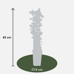 Size dimensions of Lonicera periclymenum cap. Imperial plant indicating height of 65 cm and pot diameter of 15 cm