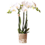 Kolibri witte Phalaenopsis orchidee - Amabilis in pot Ø9cm, bloeiende kamerplant met kleine witte bloemen, vers van de kweker