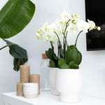 Witte Phalaenopsis Orchidee in Scandic sierpot op plank met kaarsen en plant, potmaat Ø9cm, 45cm hoog. Bloeiende kamerplant voor elk interieur.