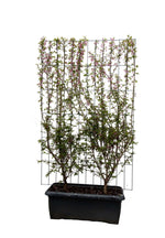 Prunus 'Okame' ↨180cm in pot with trellis, winterharde plant wintergroene plant, blooming in spring.