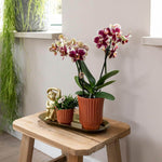 Geel rode phalaenopsis orchidee in terracotta sierpot op houten tafel, vers van de kweker, bloeiende kamerplant met retro uitstraling.