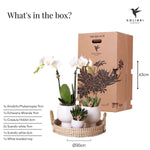 Kolibri Company giftset met witte Phalaenopsis orchidee, Echeveria, Crassula planten en keramieken sierpotten, inclusief gevlochten dienblad