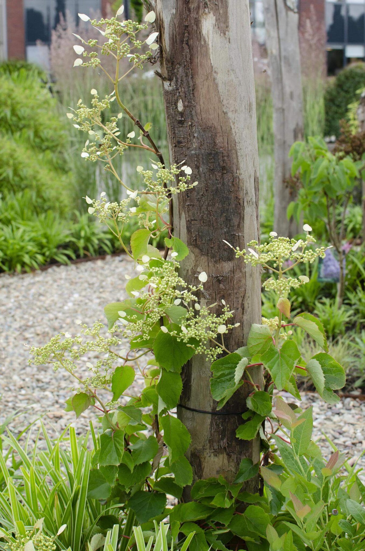 Schizophragma hydr. Snow Sensation - Klimhortensia