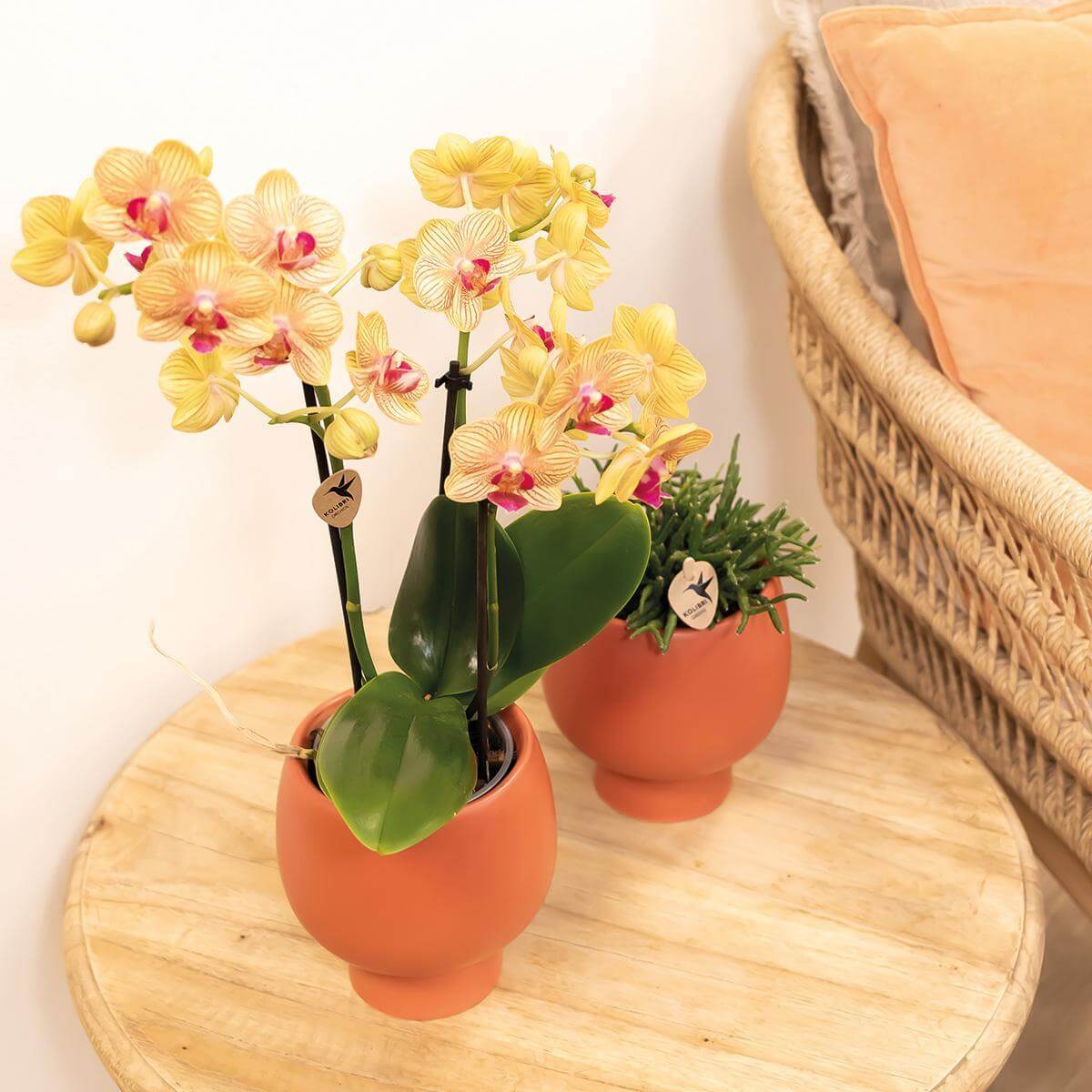 Oranje Phalaenopsis orchidee en groene plant in terracotta pot op houten tafel naast rotan stoel.