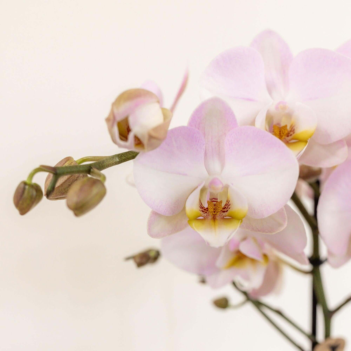 Kolibri Orchids close-up roze bloemen in bloei, onderdeel van een plantenboeket met waterreservoir, plantenmand inclusief, voor langdurig genot.