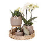 Gift set Jungle met groene planten, witte Phalaenopsis Orchidee in keramieken sierpotten op een rieten dienblad - Kolibri Company