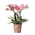 Oudroze Phalaenopsis orchidee in een Jewel Treviso pot met Ø12cm, bloeiende kamerplant van Kolibri Orchids, perfect voor thuis.