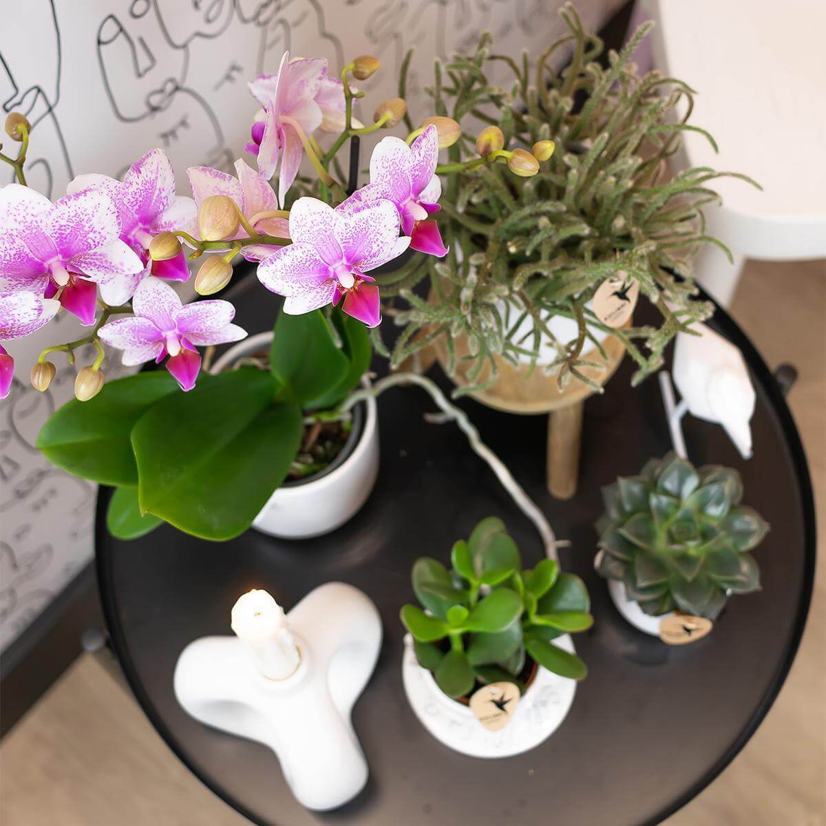 Roze Phalaenopsis orchidee bloeiende op een zwarte tafel naast vetplanten en decoraties