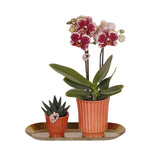 Kolibri Culture Cocktail plantenset met geel rode Phalaenopsis orchidee en Rhipsalis in terracotta potten op gouden dienblad.