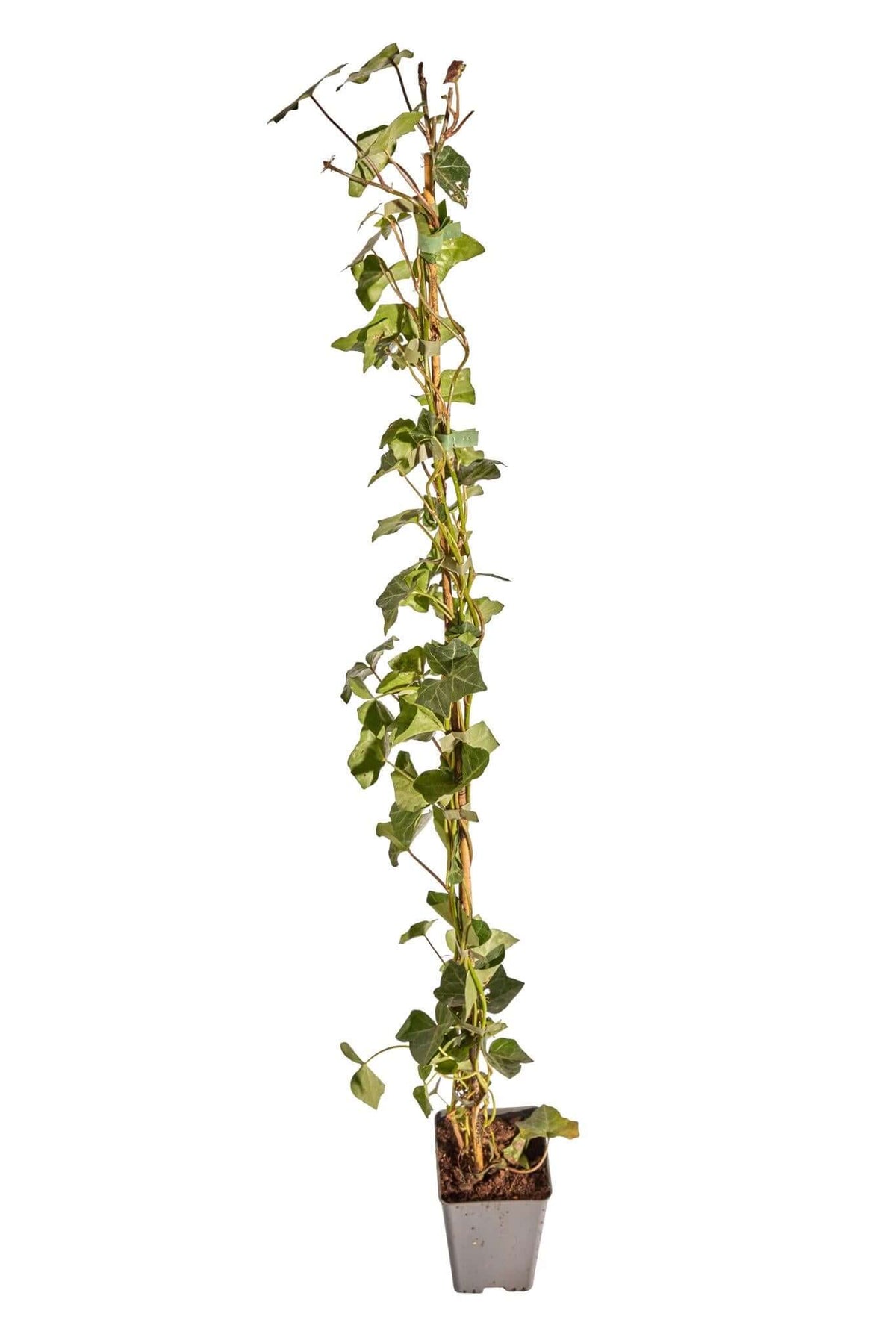 Hedera hibernica Gestokt winterharde en wintergroene plant ↨100-125cm pot 50 pcs snelgroeiende Ierse klimop