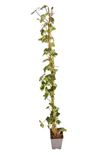 Hedera hibernica Gestokt winterharde en wintergroene plant ↨100-125cm pot 50 pcs snelgroeiende Ierse klimop