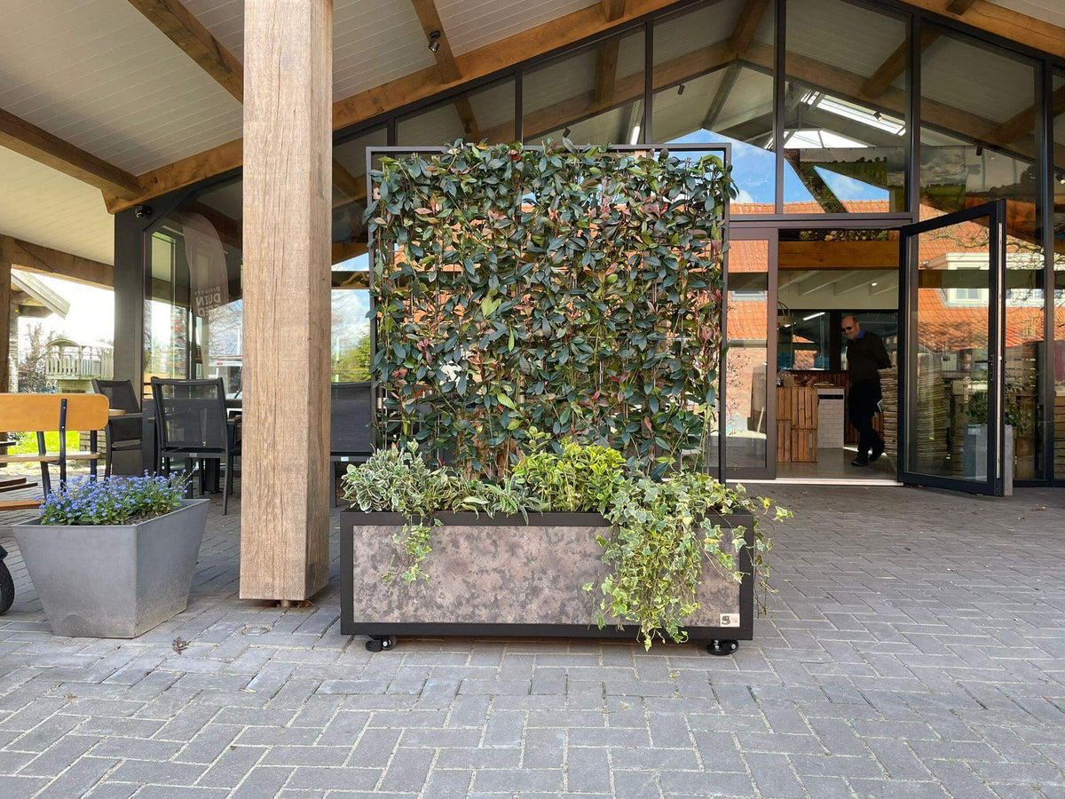 Large Ligustrum ovalifolium screen in a planter placed on a patio outside a building, showcasing a green privacy hedge.