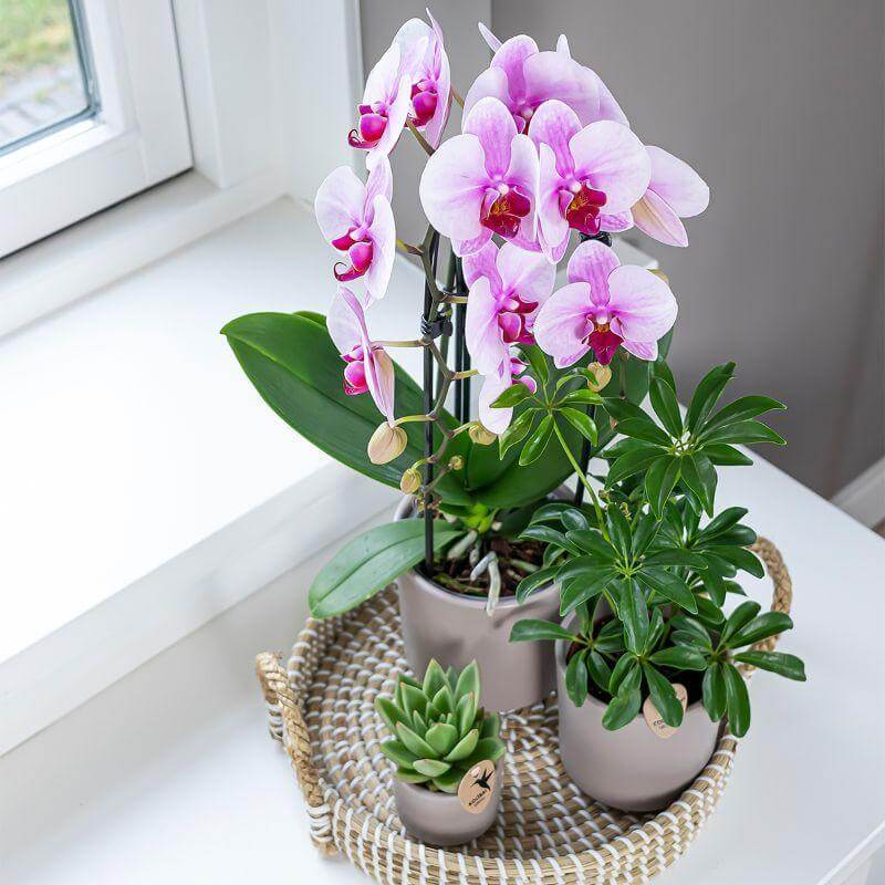 Roze Phalaenopsis Niagara Fall orchidee in een potmaat Ø9cm met andere kamerplanten op een wit tafeltje bij een raam. Bloeiende Kolibri orchidee.