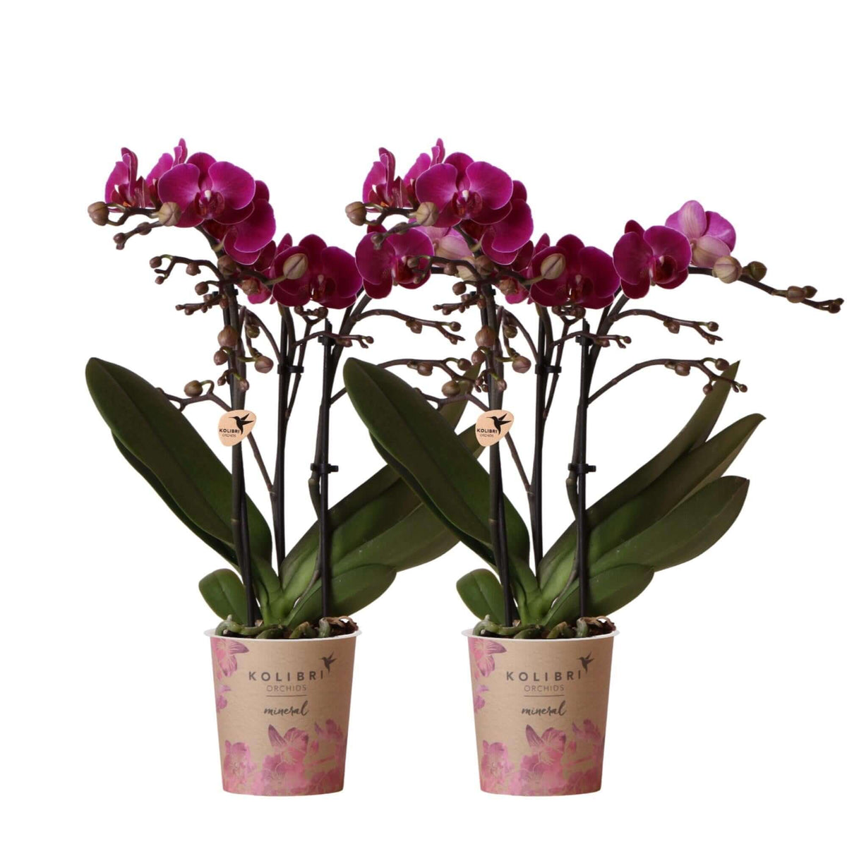 Twee paarse phalaenopsis orchideeën van Kolibri Orchids | COMBI DEAL | Bloeiende kamerplant in potmaat Ø9cm | Vers van de kweker.