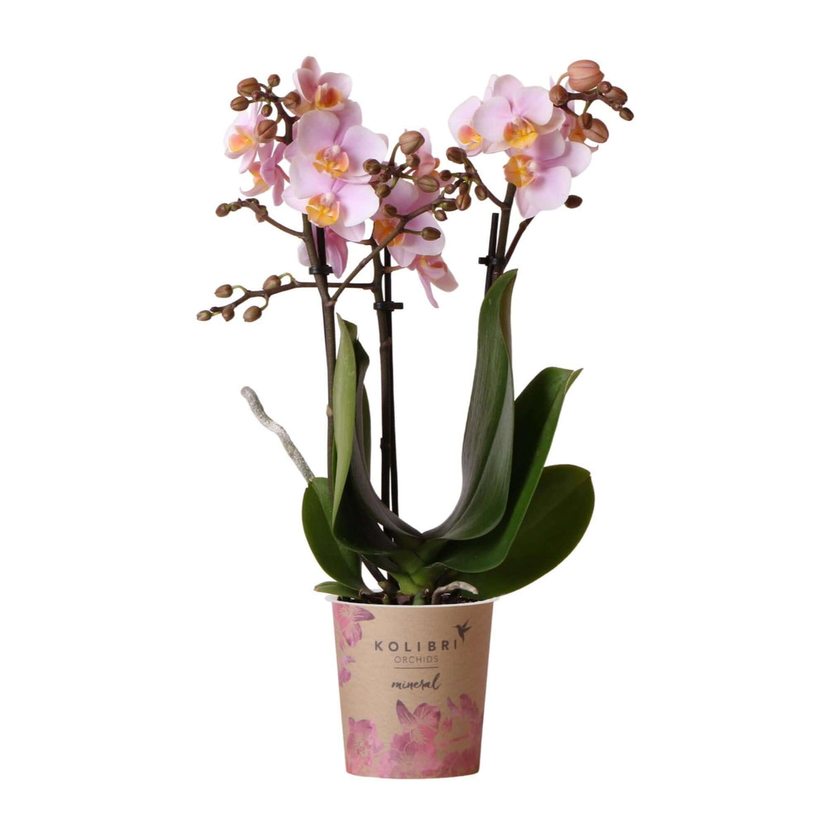 Roze Phalaenopsis Orchidee in kweekpot Ø9cm, bloeiende kamerplant met meerdere roze bloemen.