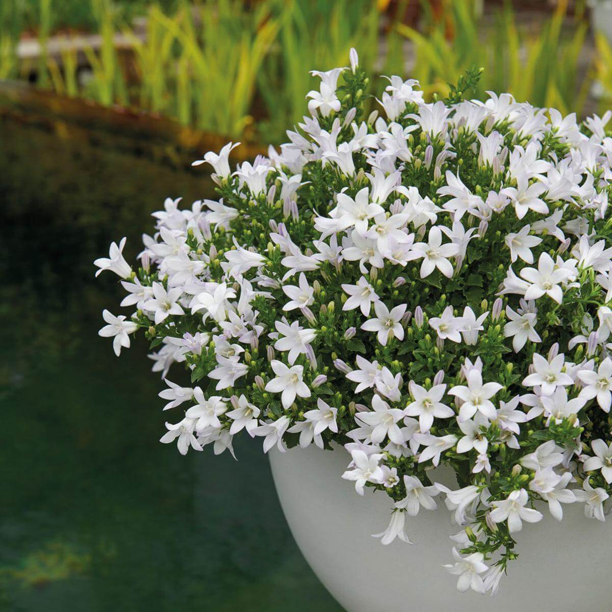 Campanula Addenda Klokjesbloem white flowers in 12cm pot, winterharde plant by pond, wintergroene plant - perfect for all seasons