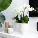 Witte Phalaenopsis orchidee in moderne witte pot, kamerplant met grote bloemen, decoratief op tafel met kaarsen en groene bladeren ernaast.