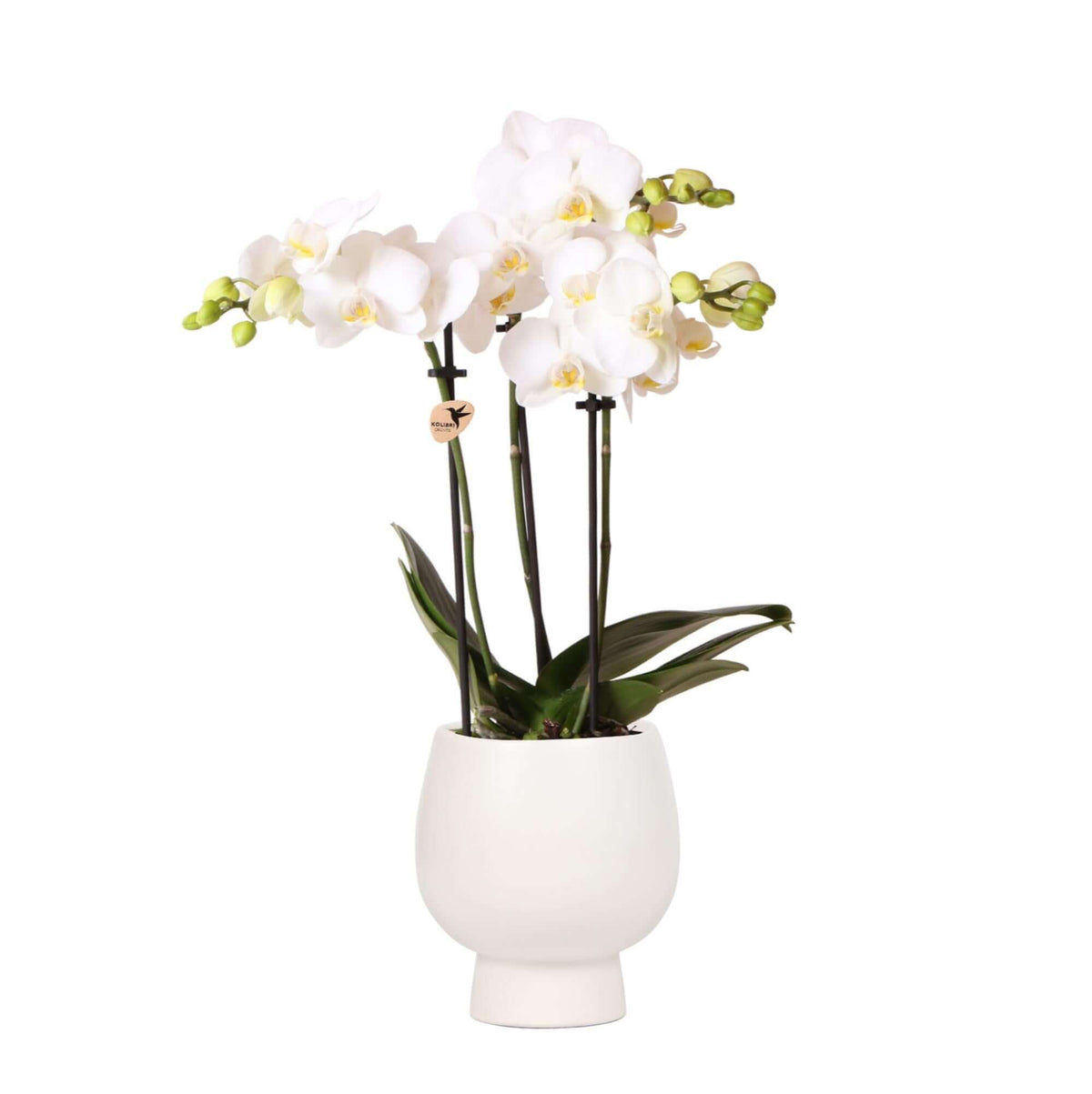 Witte Phalaenopsis orchidee in Scandic sierpot – potmaat Ø9cm, 45cm hoog, bloeiende kamerplant met kleine witte bloemen.