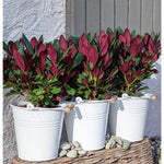 Three Rhododendron 'Wine & Roses'® plants with red foliage in white pots, displayed against a grey wall.