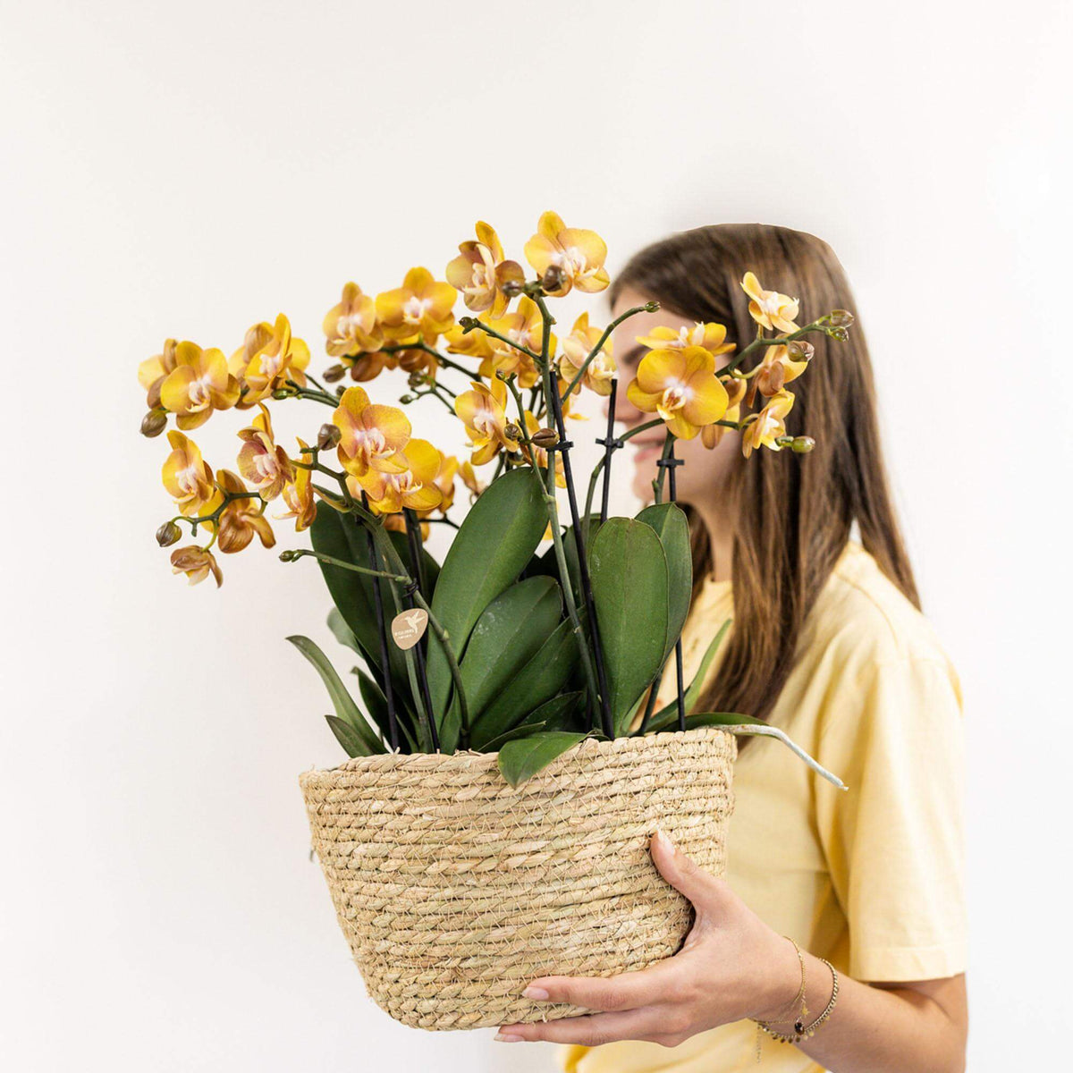 Vrouw houdt een rieten mand met drie oranje Kolibri Orchideeën in de hand, set met ingebouwd watergeefsysteem.