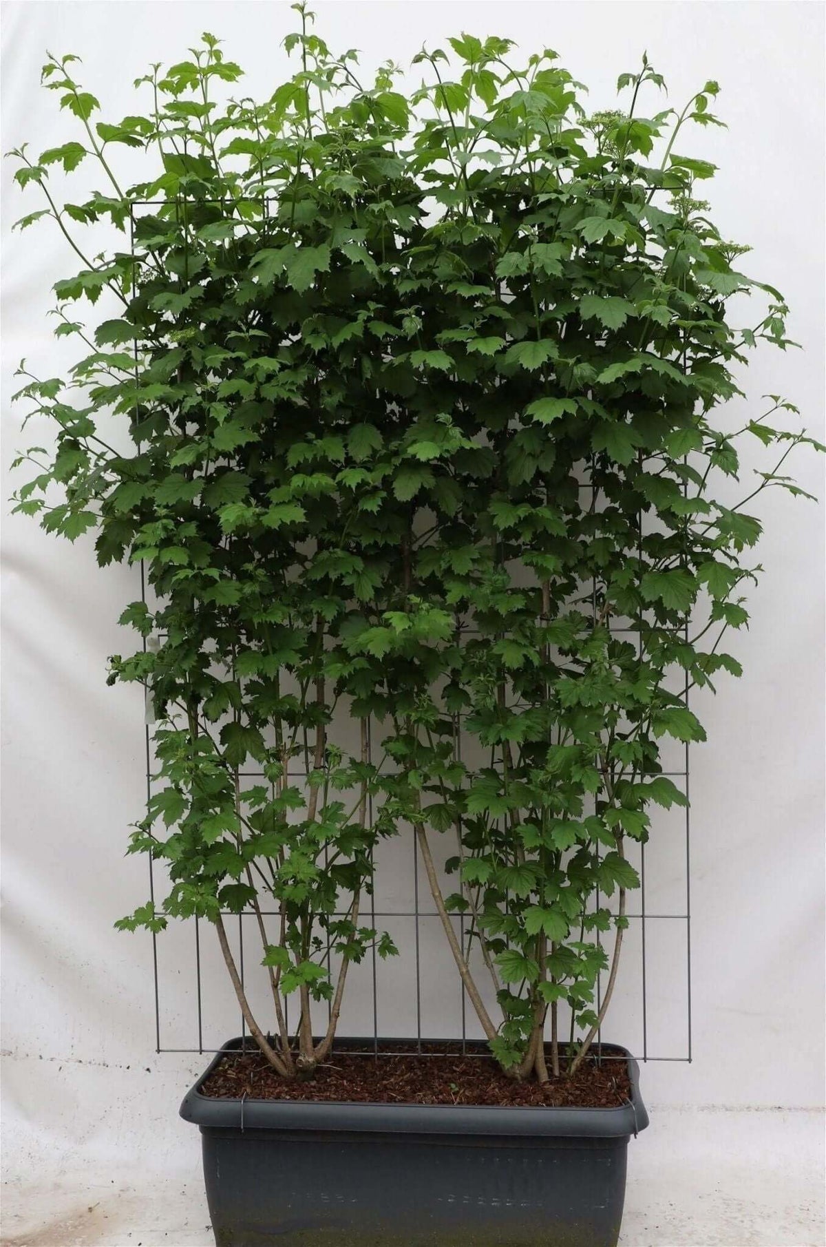 Viburnum opulus - ↨180cm - 1 pcs