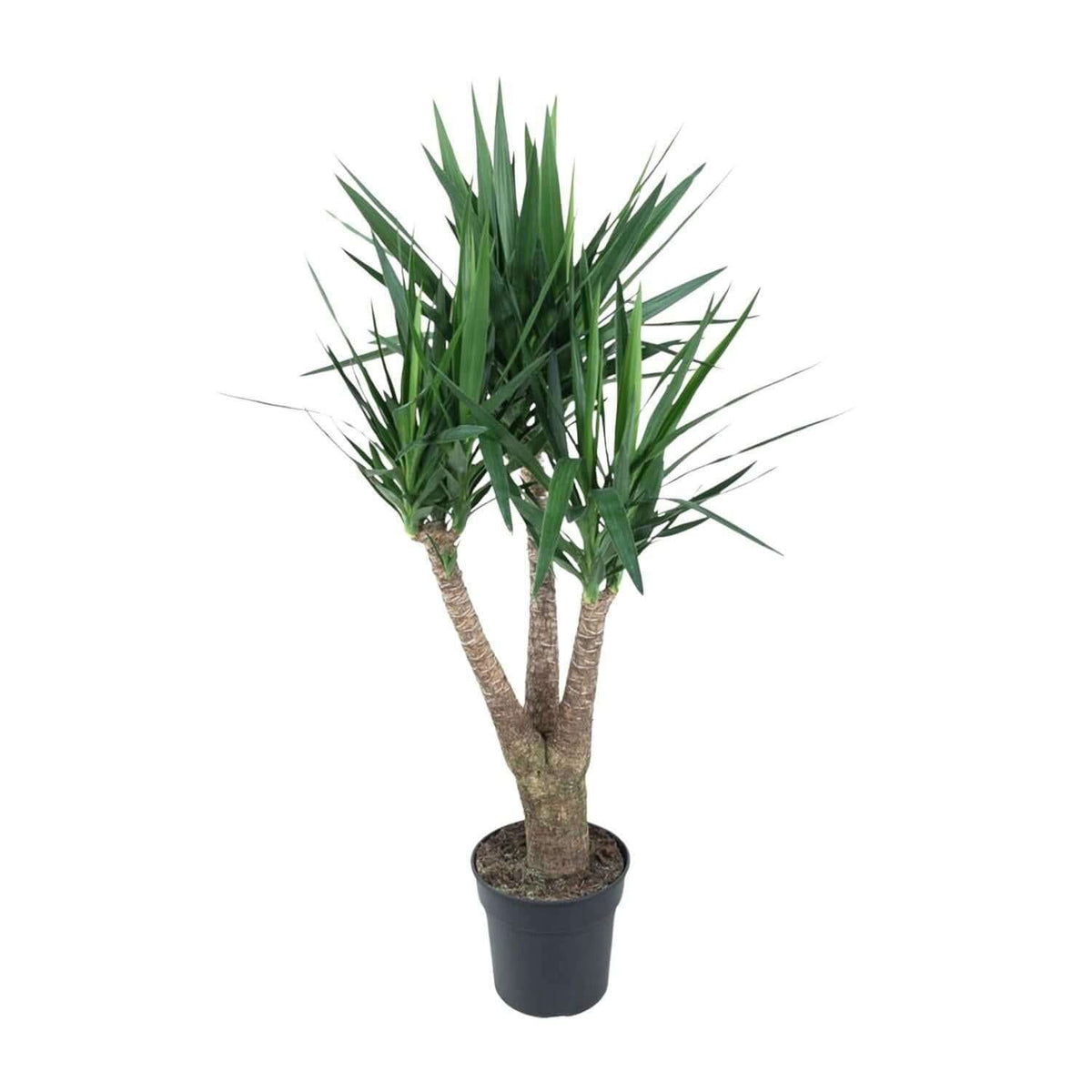 Yucca Elephantipe vertakt - 150 cm - ø31