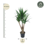 Yucca Elephantipe vertakt - 150 cm - ø31