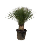 Yucca Rostrata - 120cm- Ø35