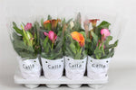 Zantedeschia Gemengd Castlemix - Ø13cm - ↕40cm